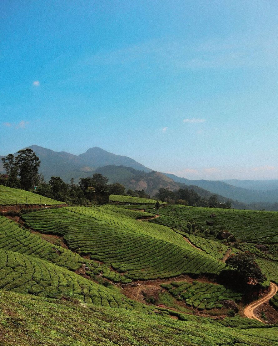 Tea garden
