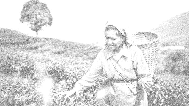 Tea picker