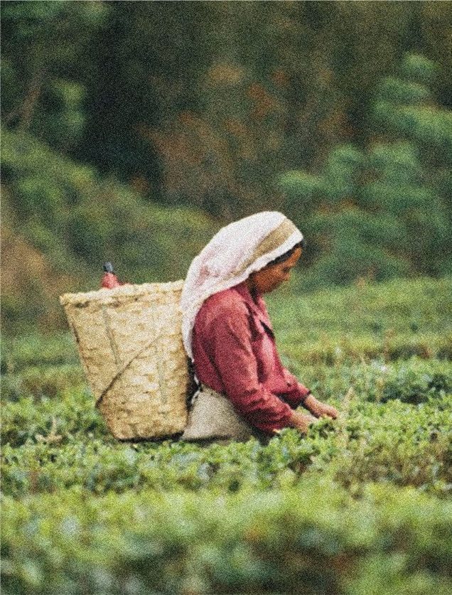 Tea picker